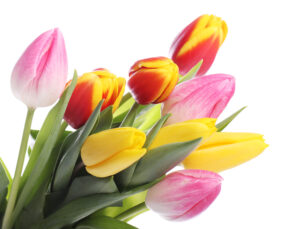 Tulipany symbol